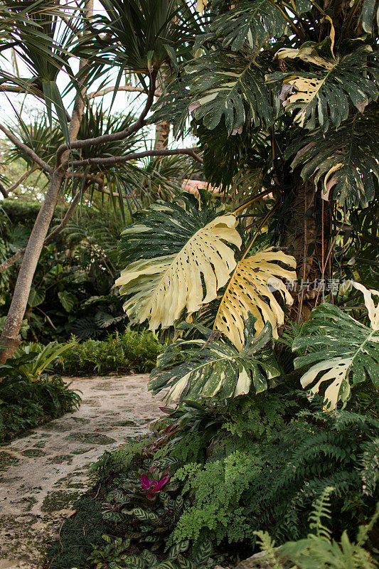 佛罗里达棕榈滩稀有热带白色杂色Monstera Deliciosa“Albo”植物